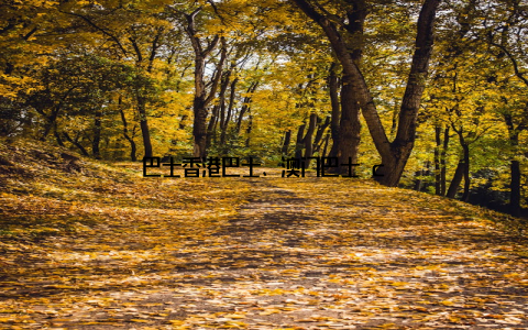 巴士香港巴士、澳门巴士 c